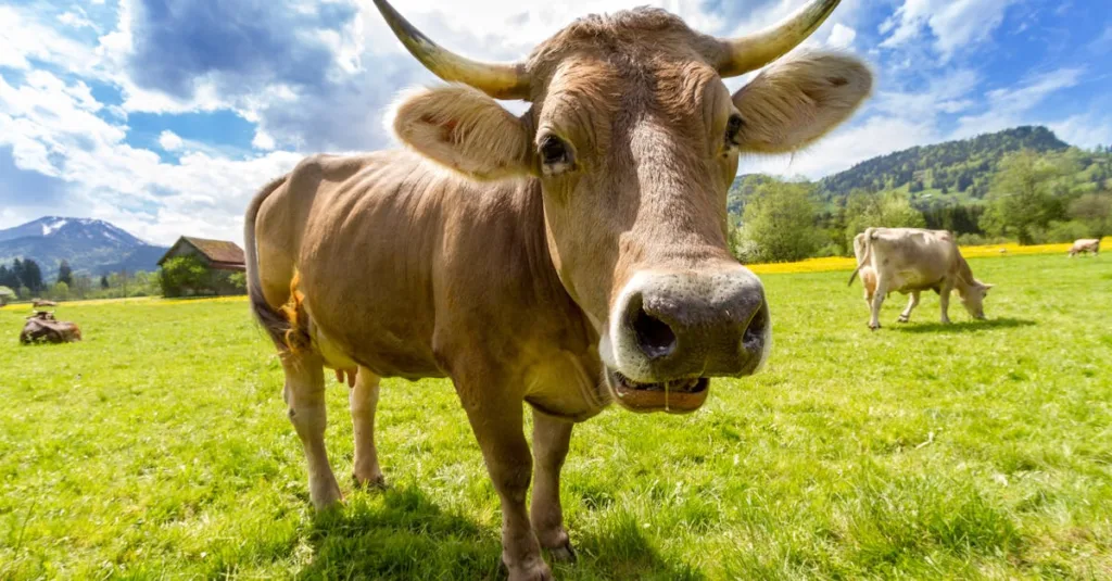 découvrez ce qu'est la rumination, ses causes, ses effets sur la santé mentale, et des conseils pour mieux la gérer au quotidien.