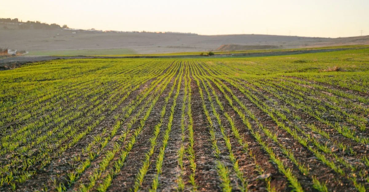 découvrez l'agriculture écologique, une méthode durable respectueuse de l'environnement qui favorise la biodiversité et la santé des sols pour une production alimentaire saine.