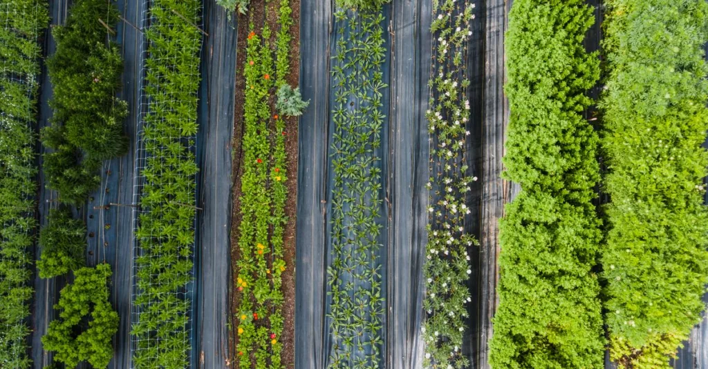 découvrez l'agriculture écologique, une méthode durable respectueuse de l'environnement qui favorise la biodiversité et la santé des sols pour une production alimentaire saine et responsable.