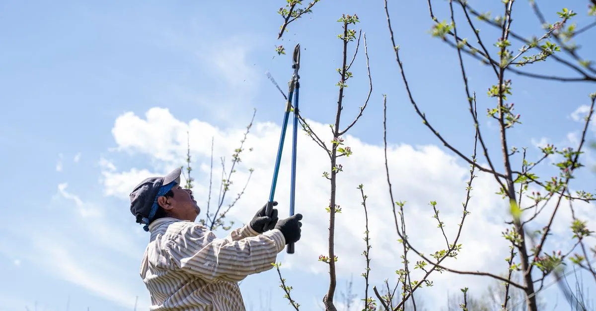 apprenez les techniques essentielles d'élagage pour entretenir vos arbres et arbustes, favoriser leur croissance et améliorer la santé de votre jardin.