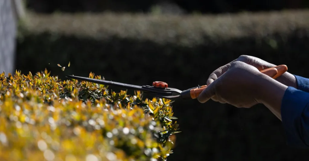 apprenez les meilleures techniques d'élagage pour entretenir vos arbres et plantes, favoriser leur croissance et améliorer la santé de votre jardin.